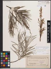 Foto von Salix eleagnos subsp. angustifolia (Cariot) Rech. f.